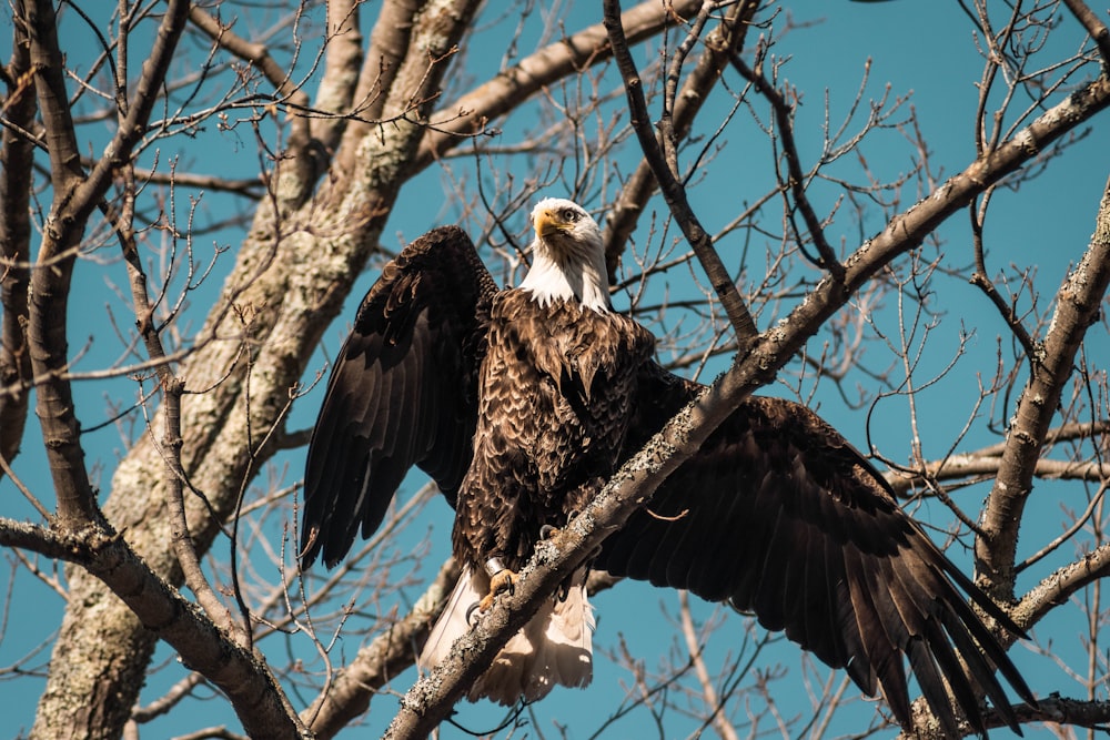a bald eagle sitting in a tree with its wings spread