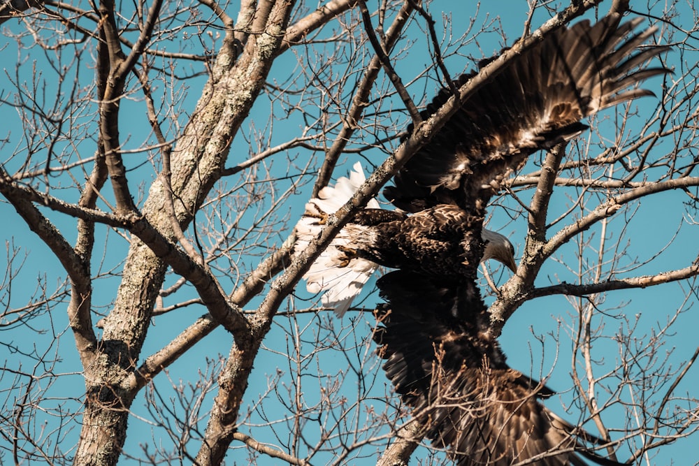 a bald eagle perched on top of a tree branch