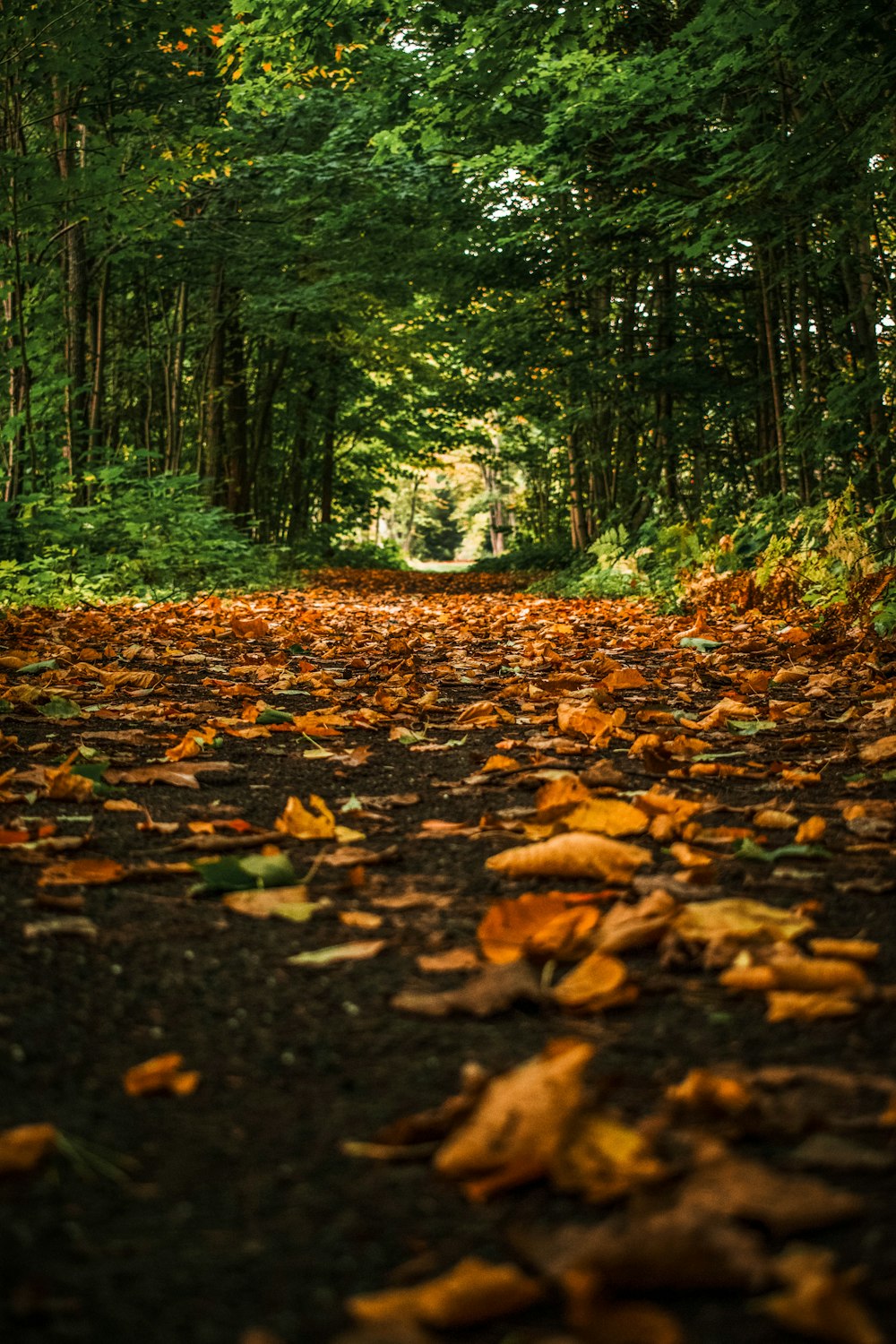 a dirt road surrounded by trees and leaves