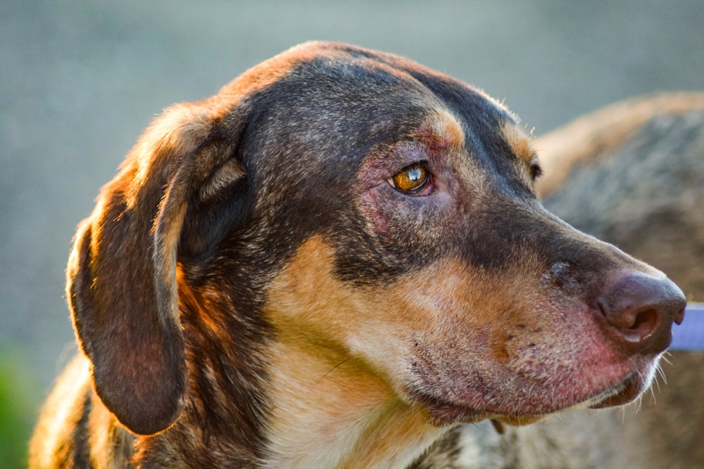 a close up of a dog with a toothbrush in its mouth