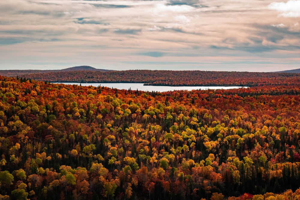 a view of a forest with a lake in the middle of it