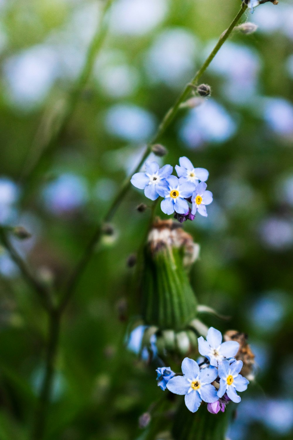 small blue flowers are growing in a field