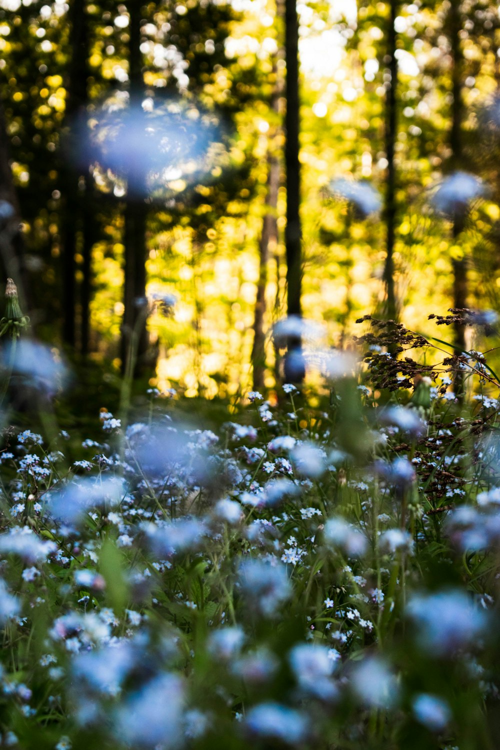 a field full of blue and white flowers