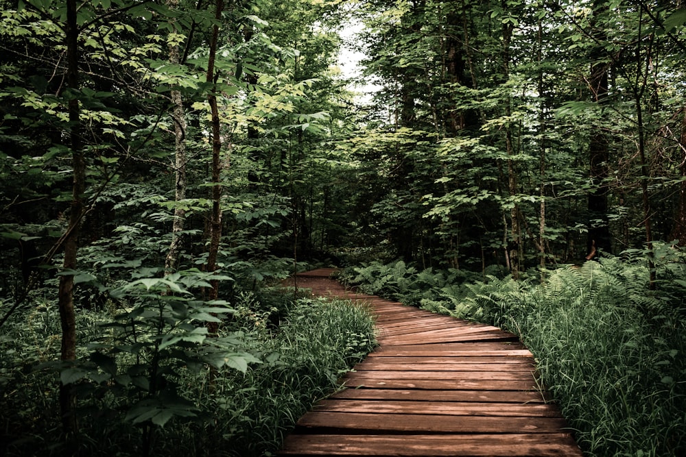 a wooden path in the middle of a forest