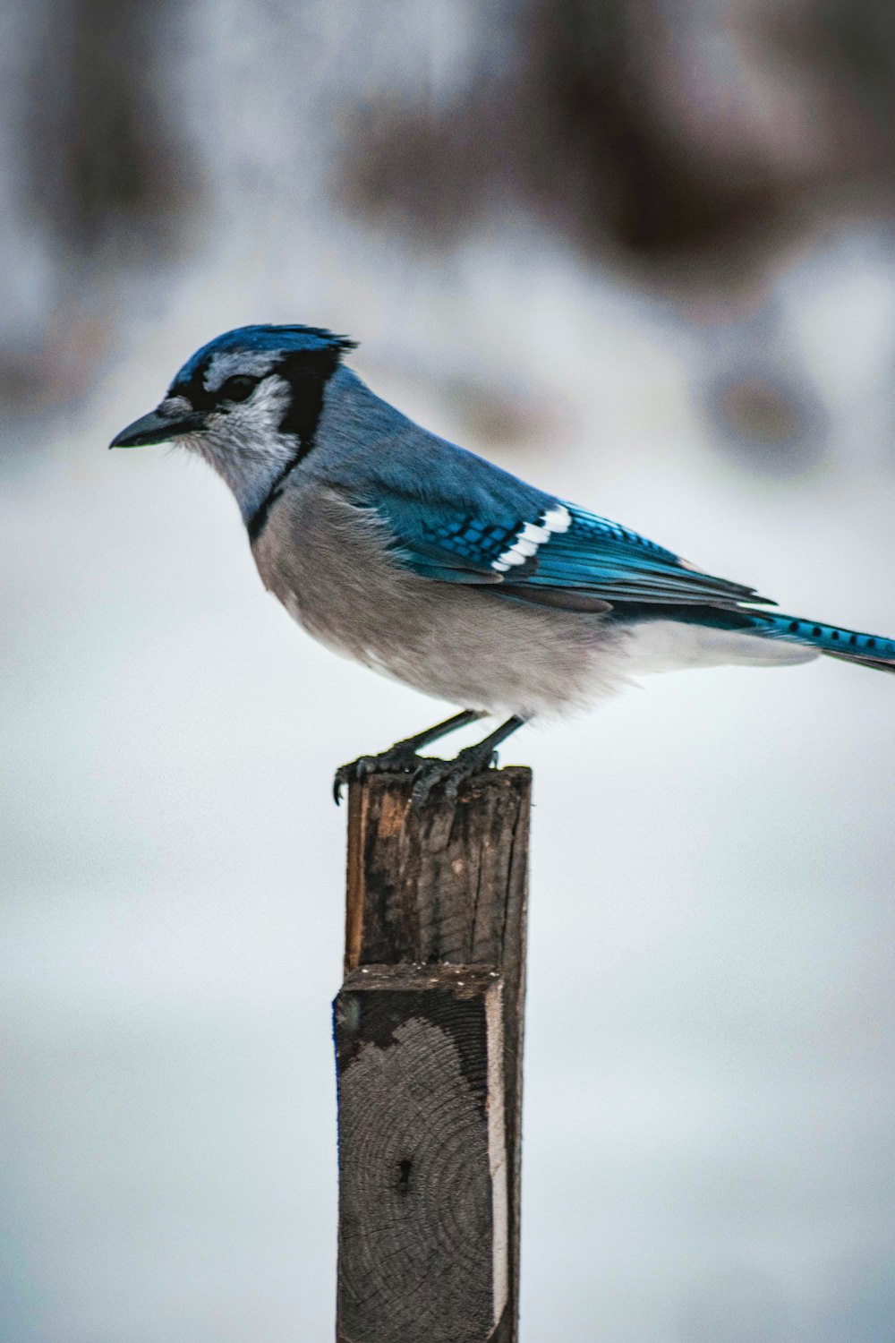 a blue and white bird sitting on top of a wooden post