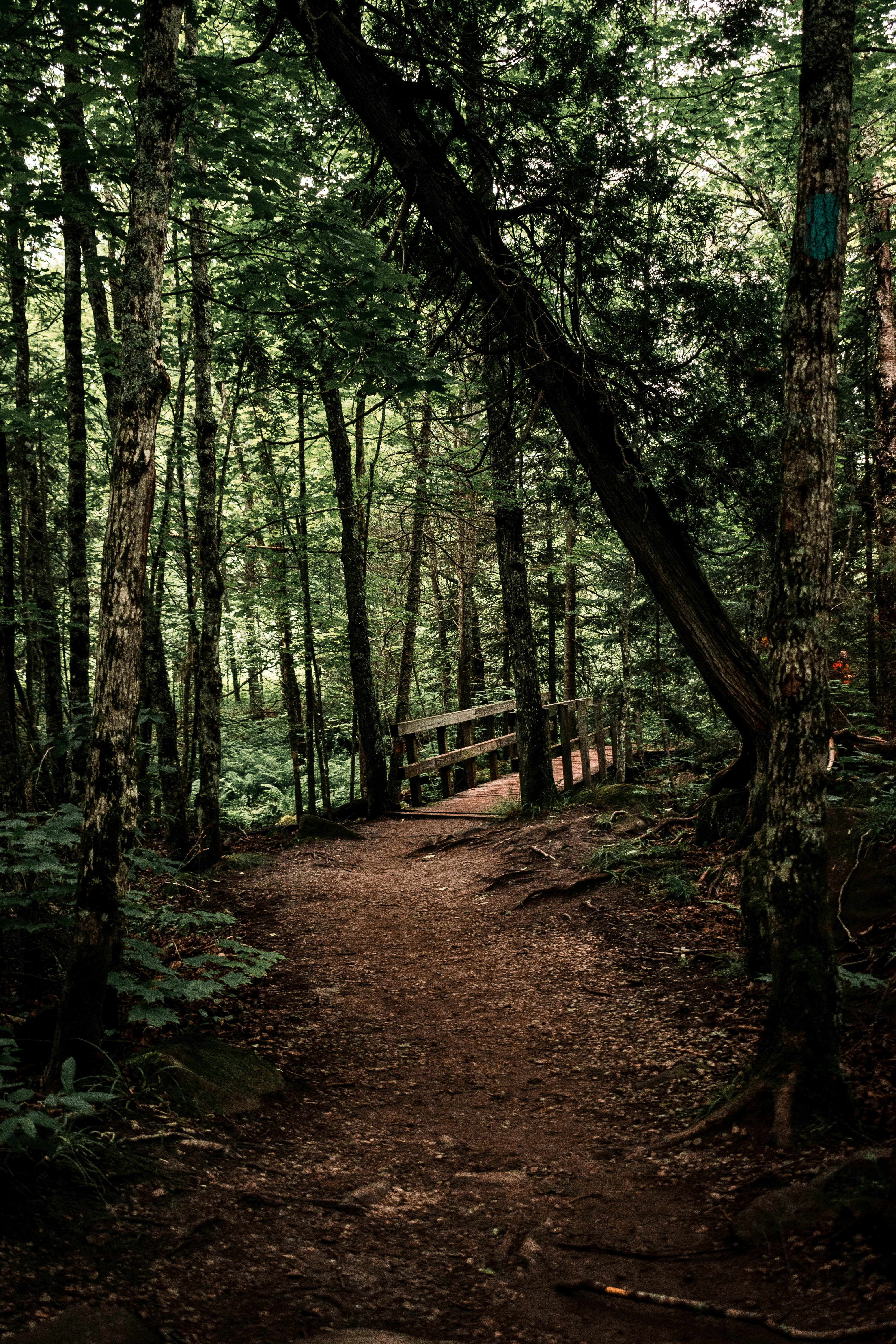 A forest path leading to a wooden bridge