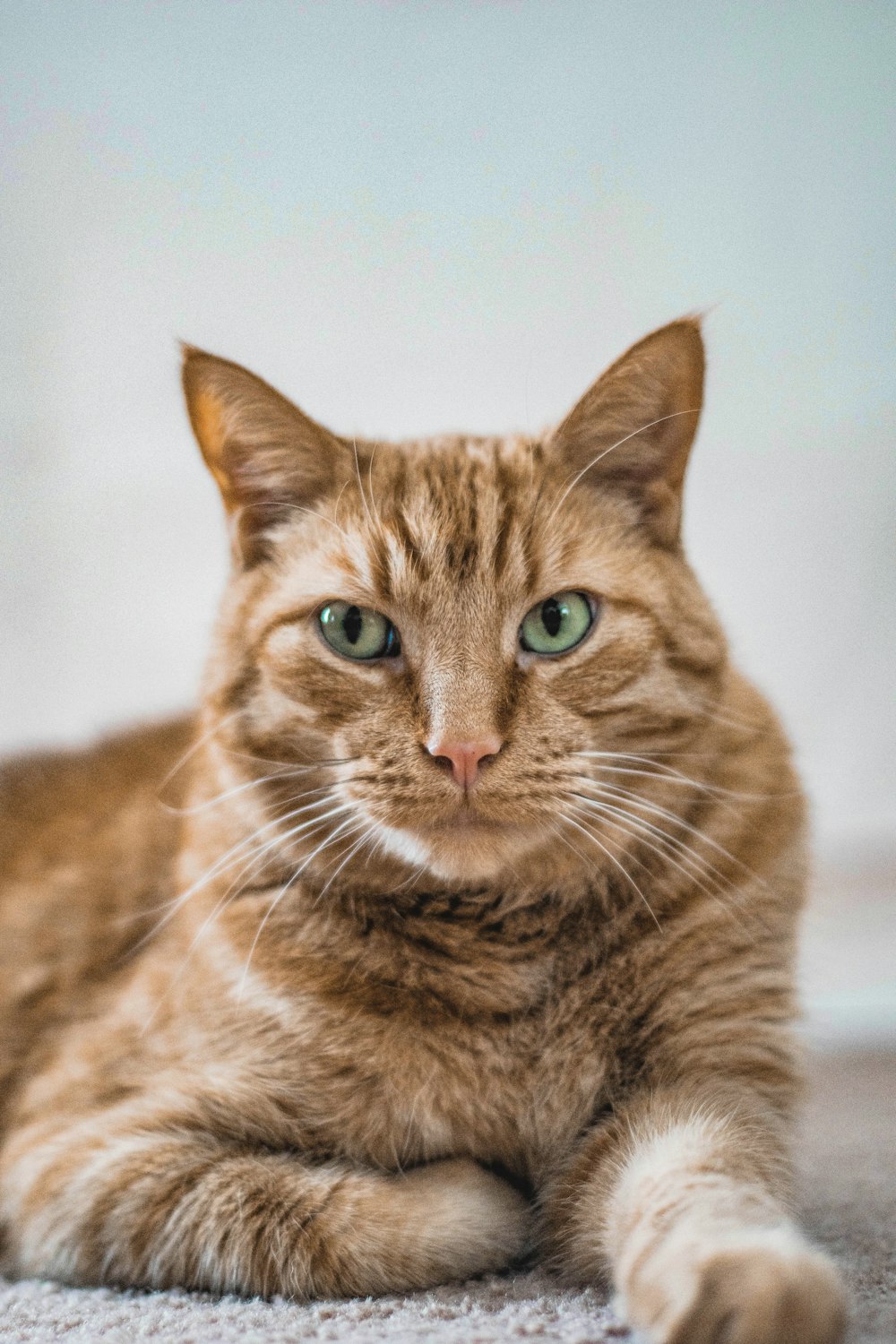 a close up of a cat laying on the ground