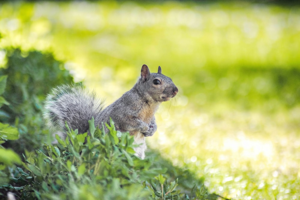 a squirrel is standing in the grass