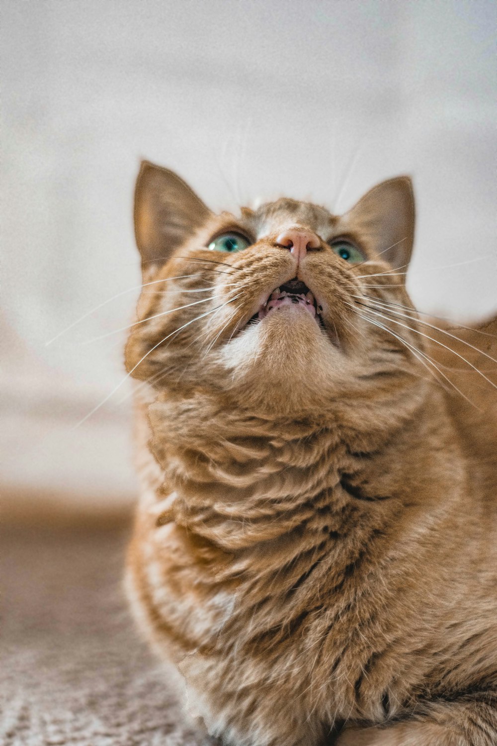 a close up of a cat laying on the ground