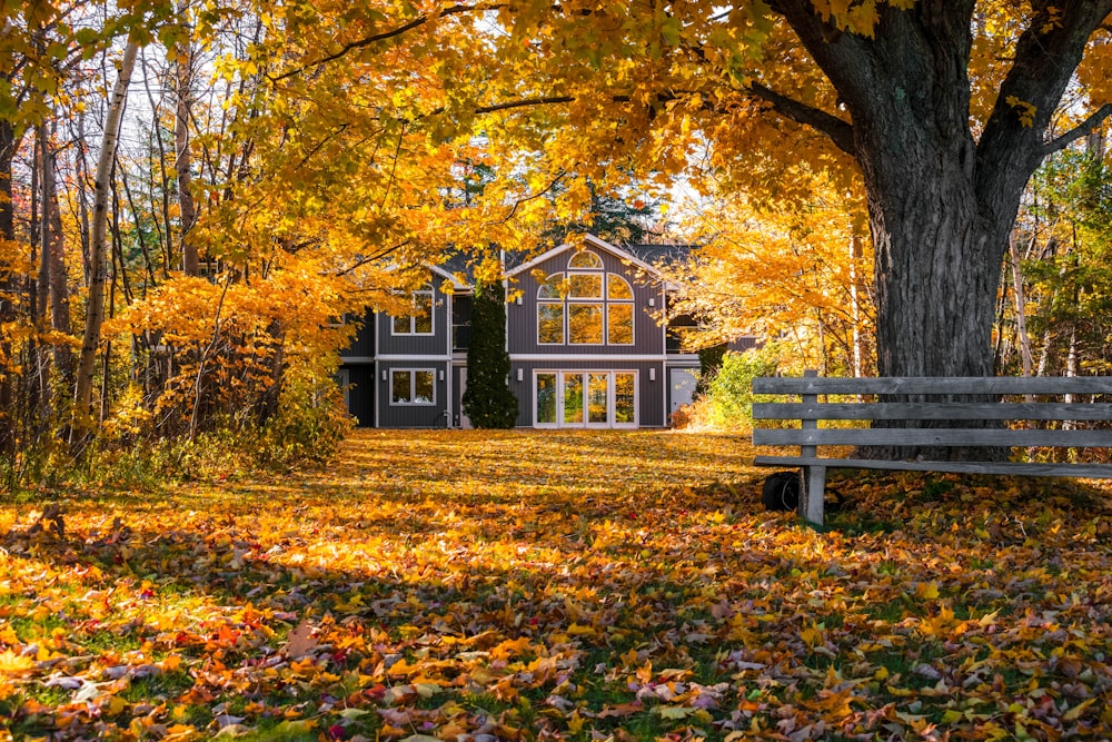 a wooden bench sitting in front of a tree filled forest