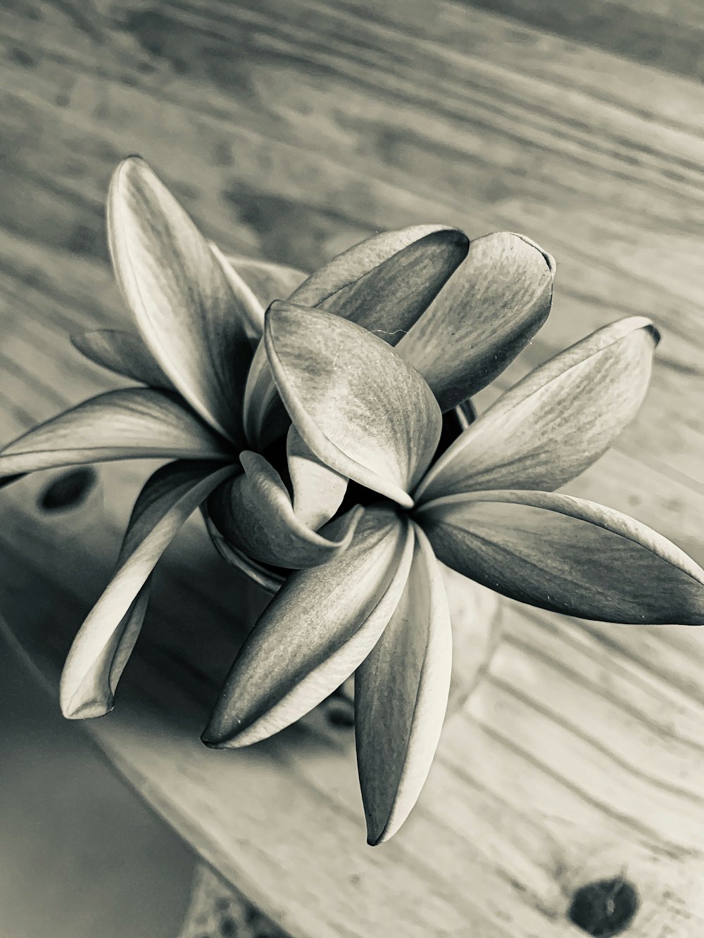 a black and white photo of a flower on a bench