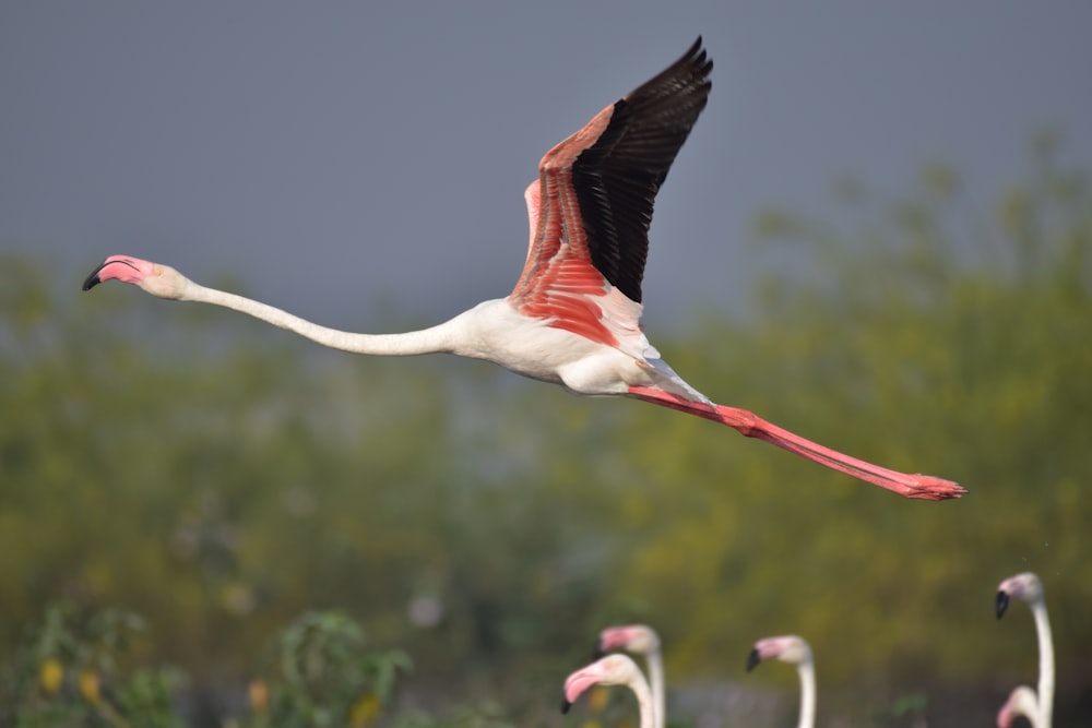 a flamingo flying in the air with other flamingos in the background