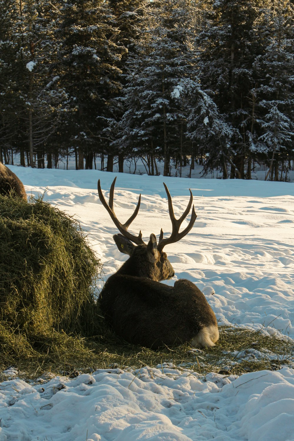 a deer that is laying down in the snow