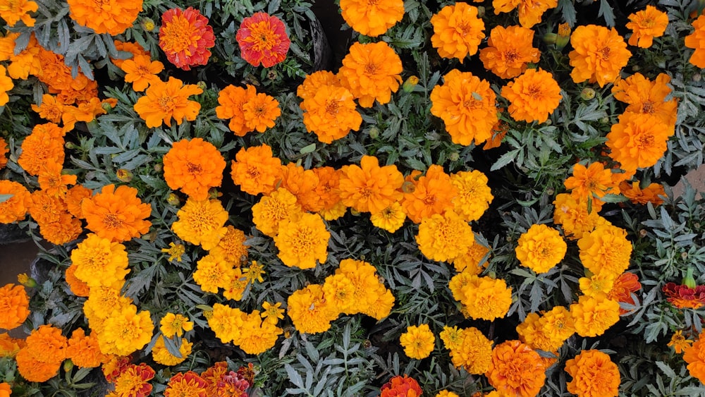 a bunch of orange and yellow flowers in a garden