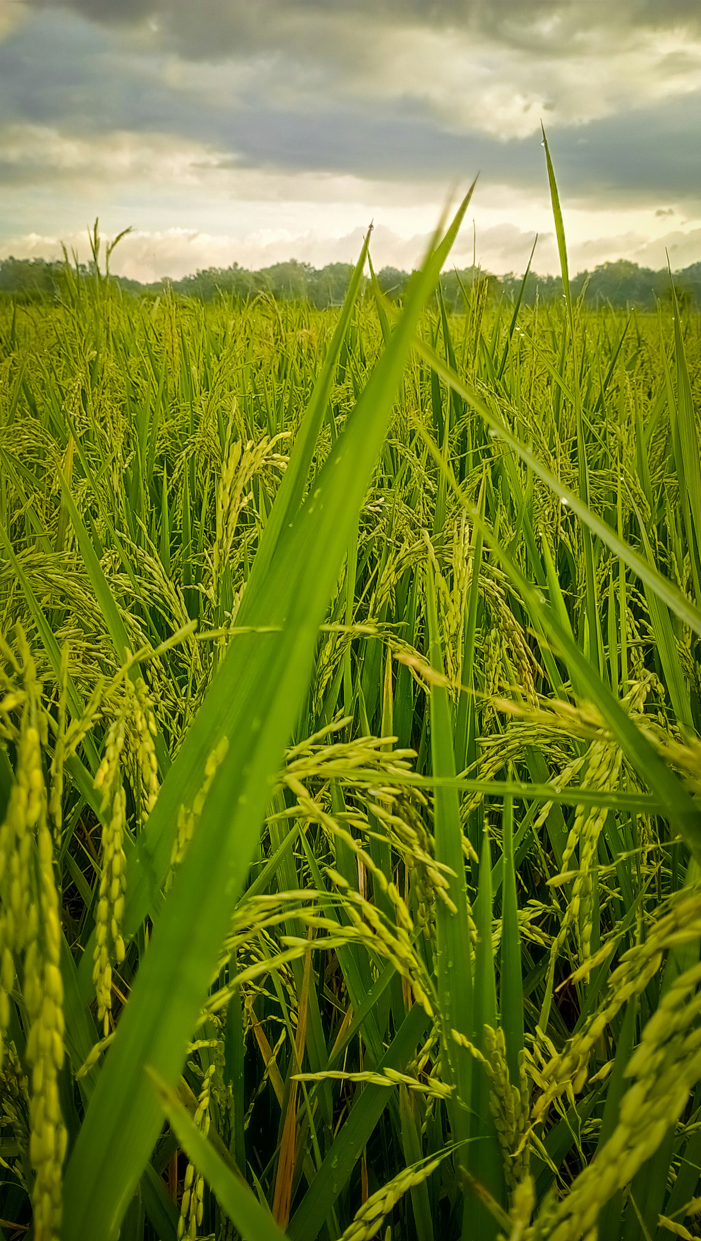 Images de Plante De Riz | Téléchargez des images gratuites sur Unsplash, image size:3000x5313