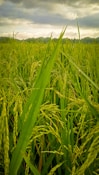 a field of green grass under a cloudy sky