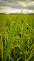 a field of green grass under a cloudy sky