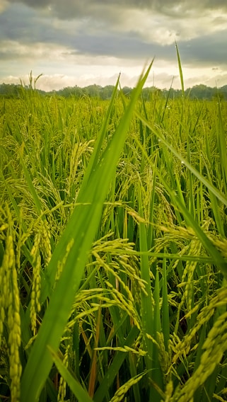 a field of green grass under a cloudy sky