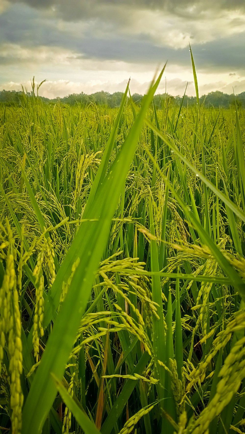 a field of green grass under a cloudy sky