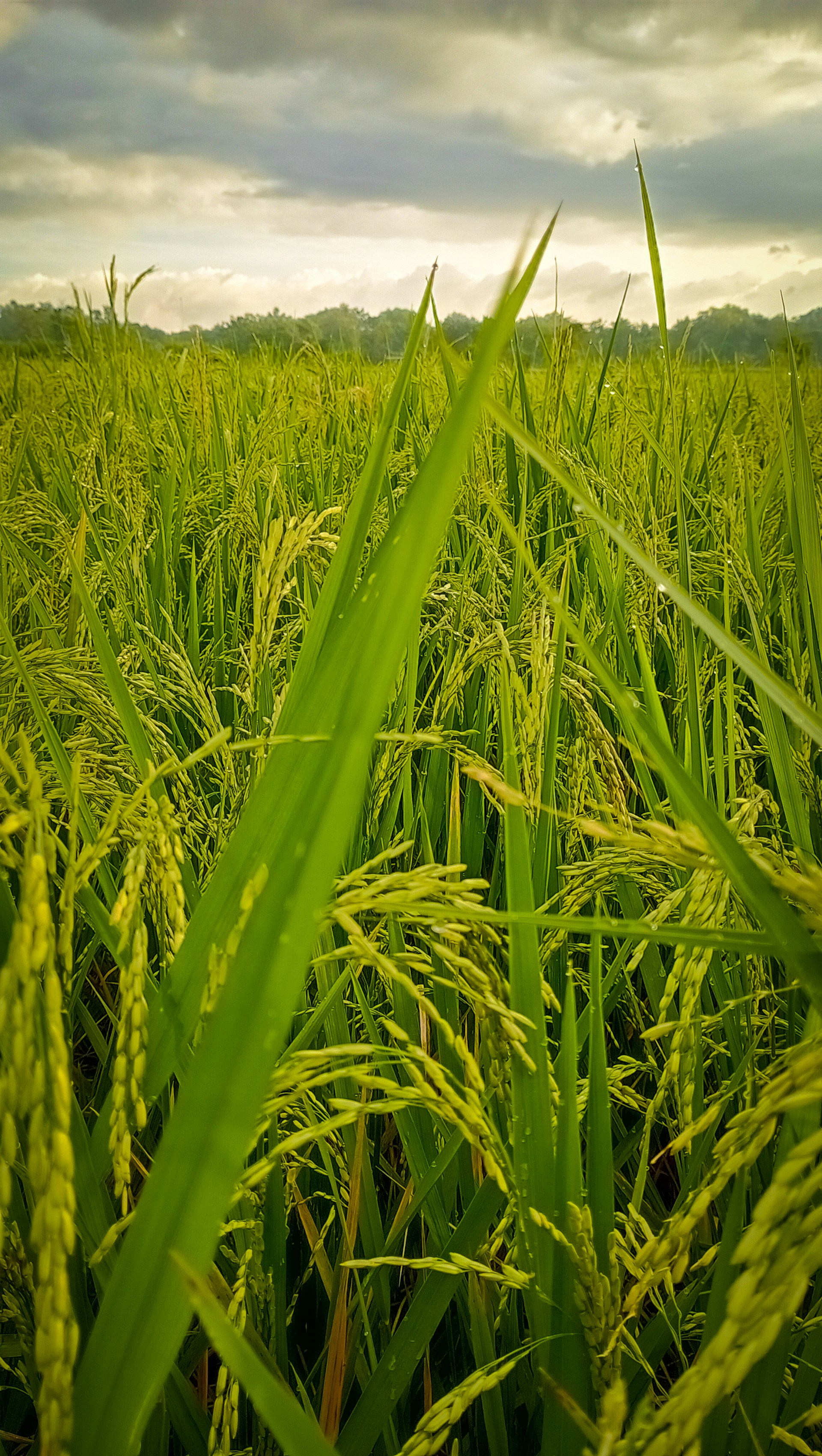a field of green grass under a cloudy sky