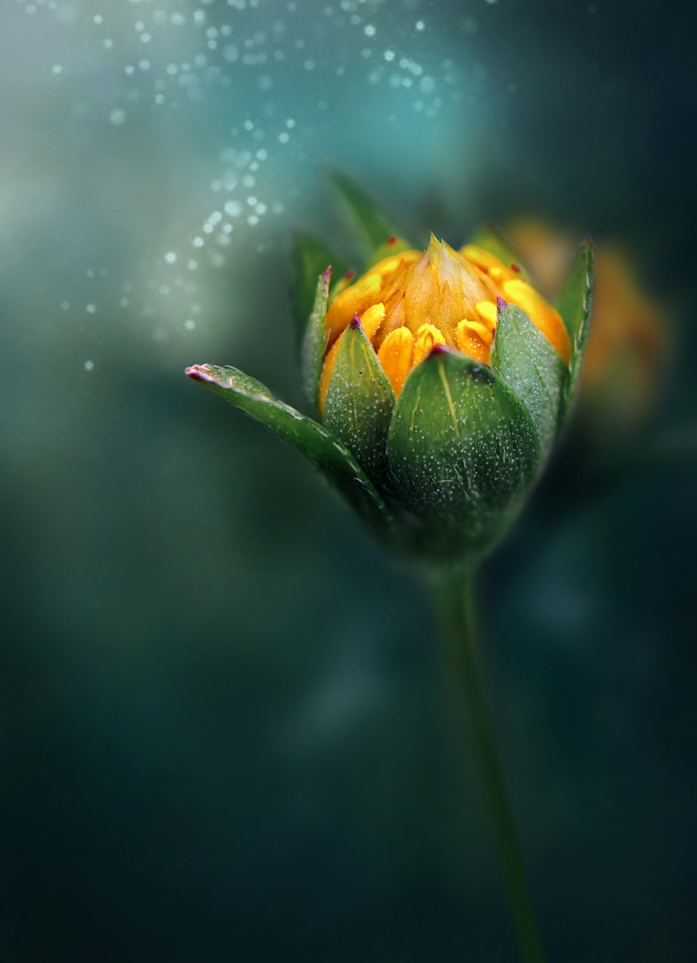 a single yellow flower with water droplets on it