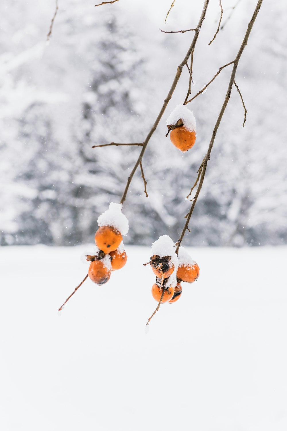 a bunch of fruit hanging from a tree in the snow
