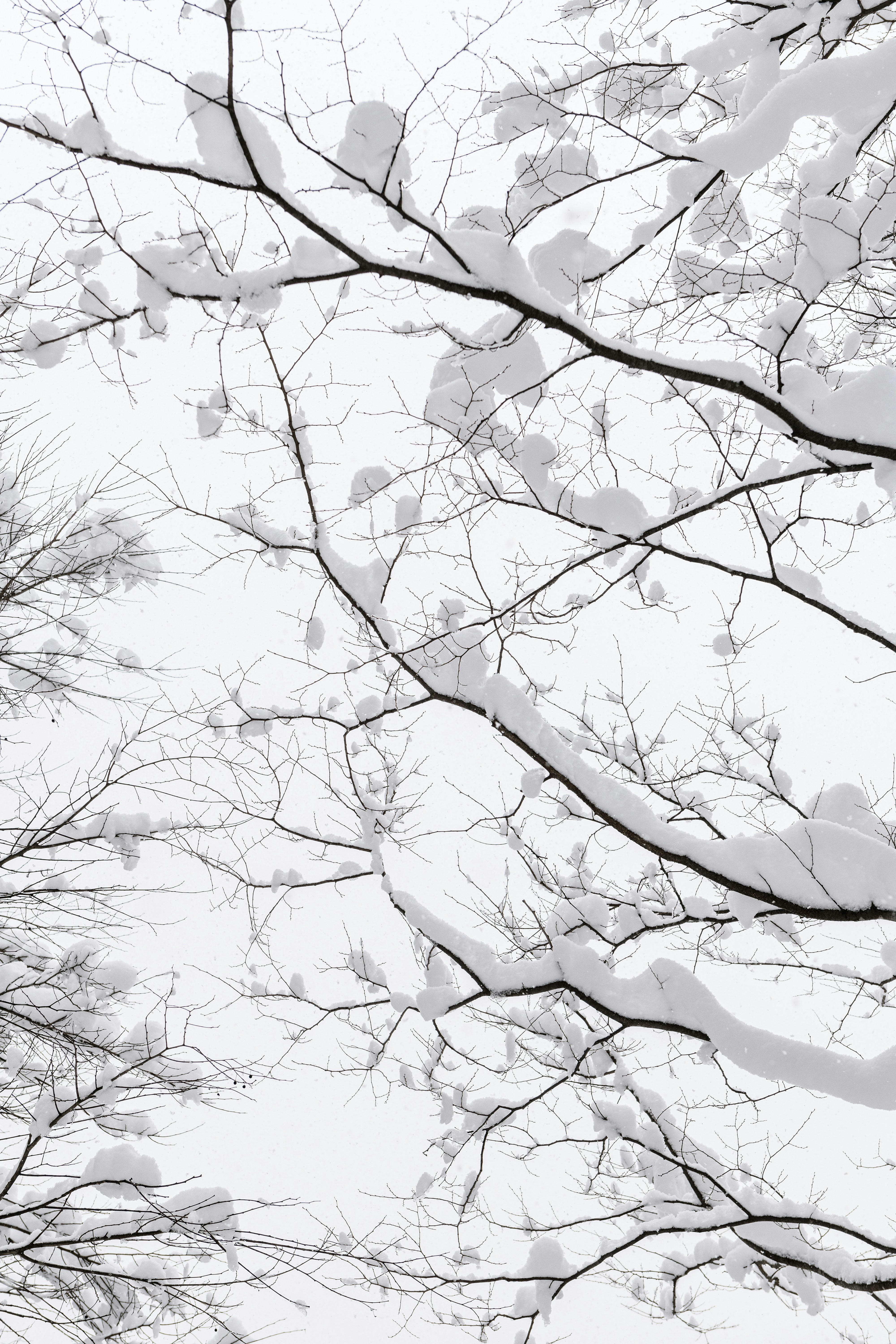 a black and white photo of snow covered trees