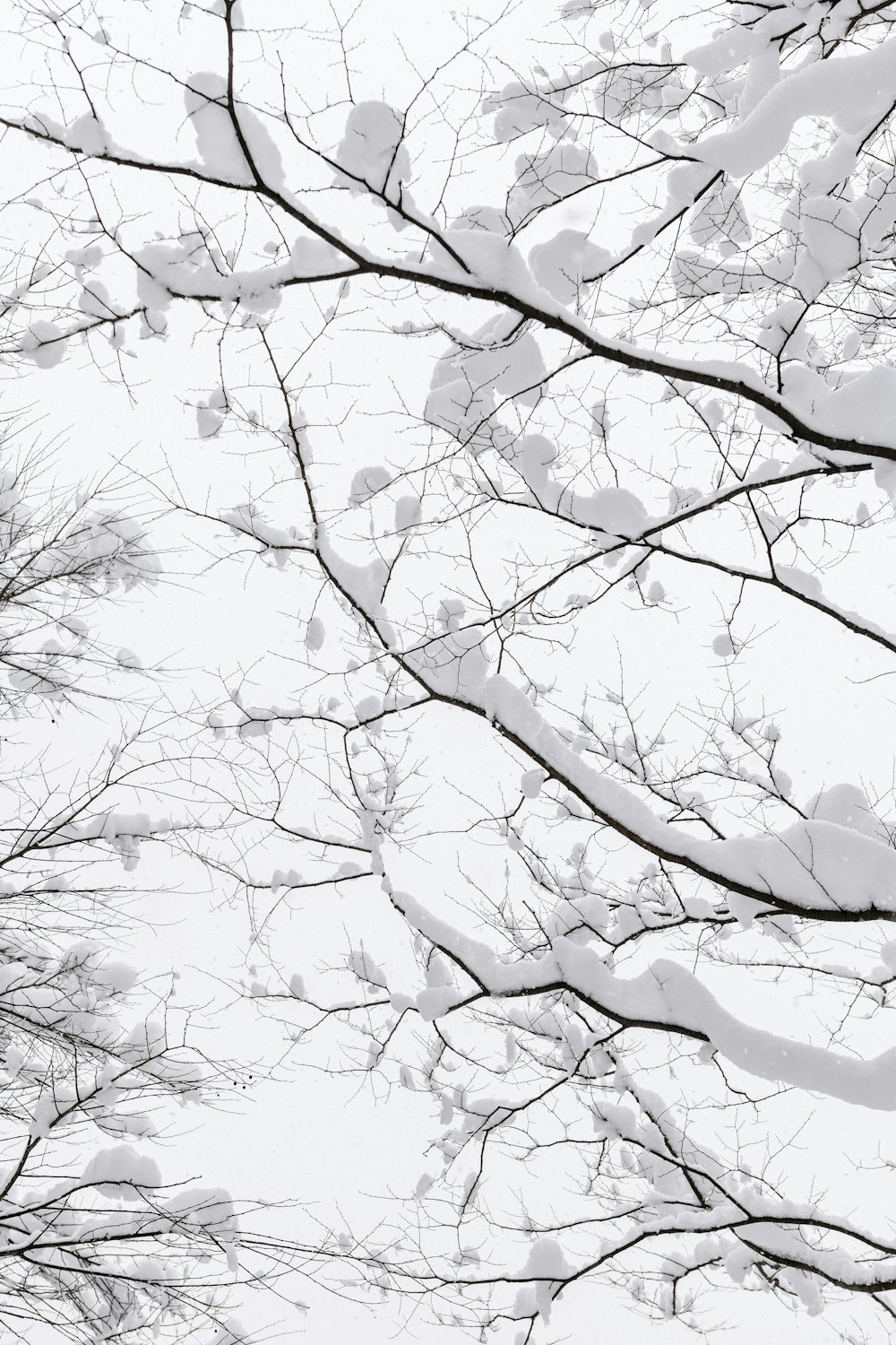 a black and white photo of snow covered trees