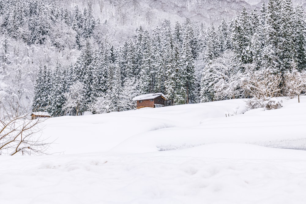 a cabin in the middle of a snowy forest