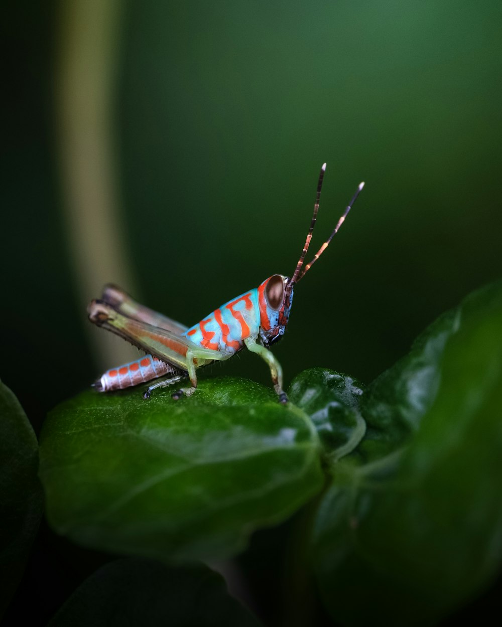 a close up of a grasshopper on a leaf