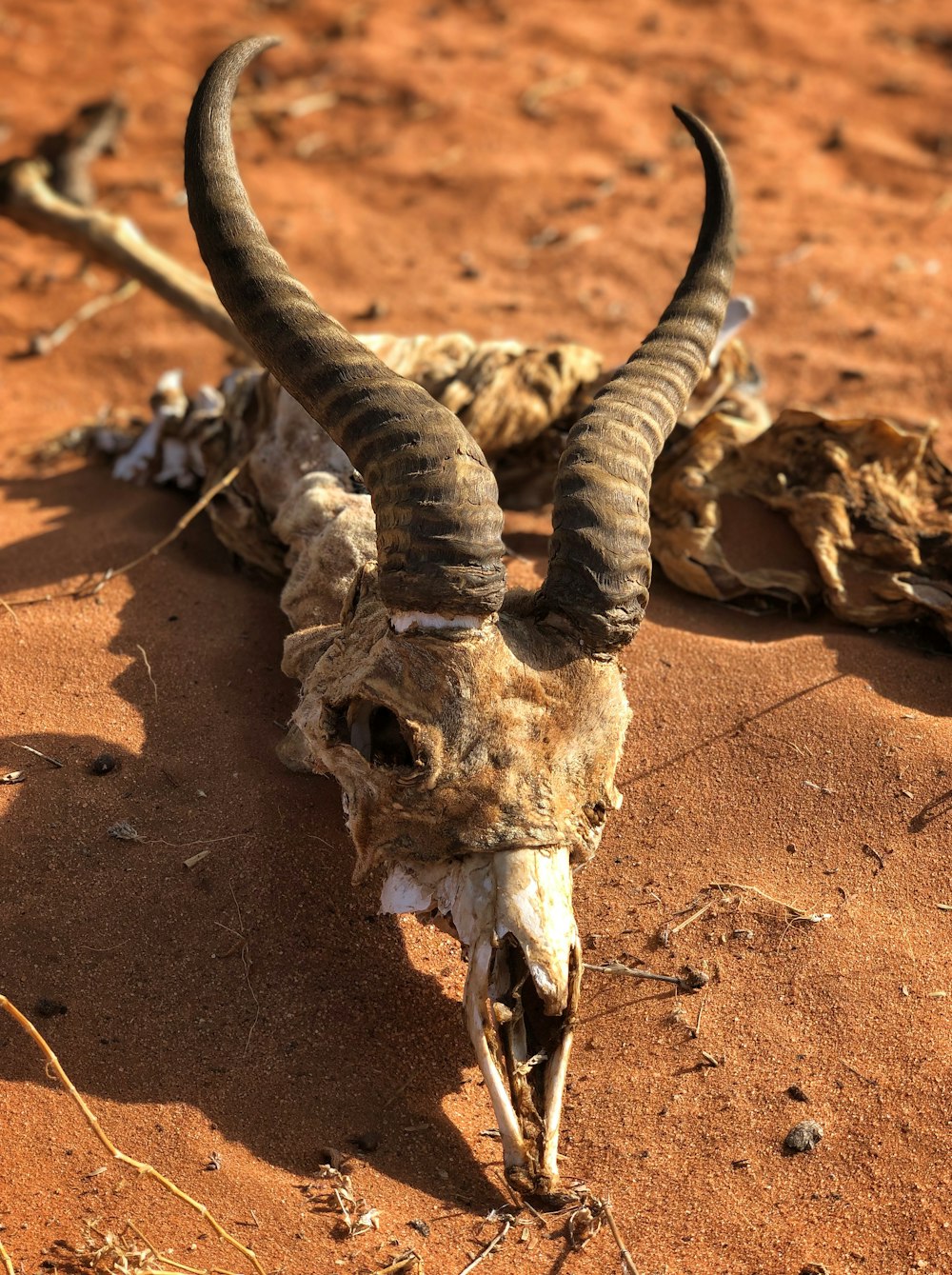 a horned animal with long horns laying on the ground