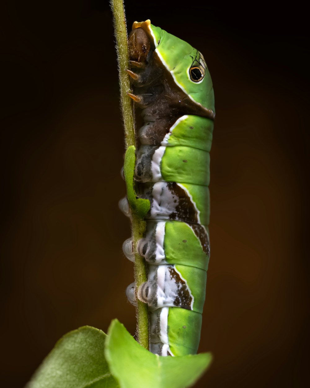 a green and white caterpillar crawling on a plant