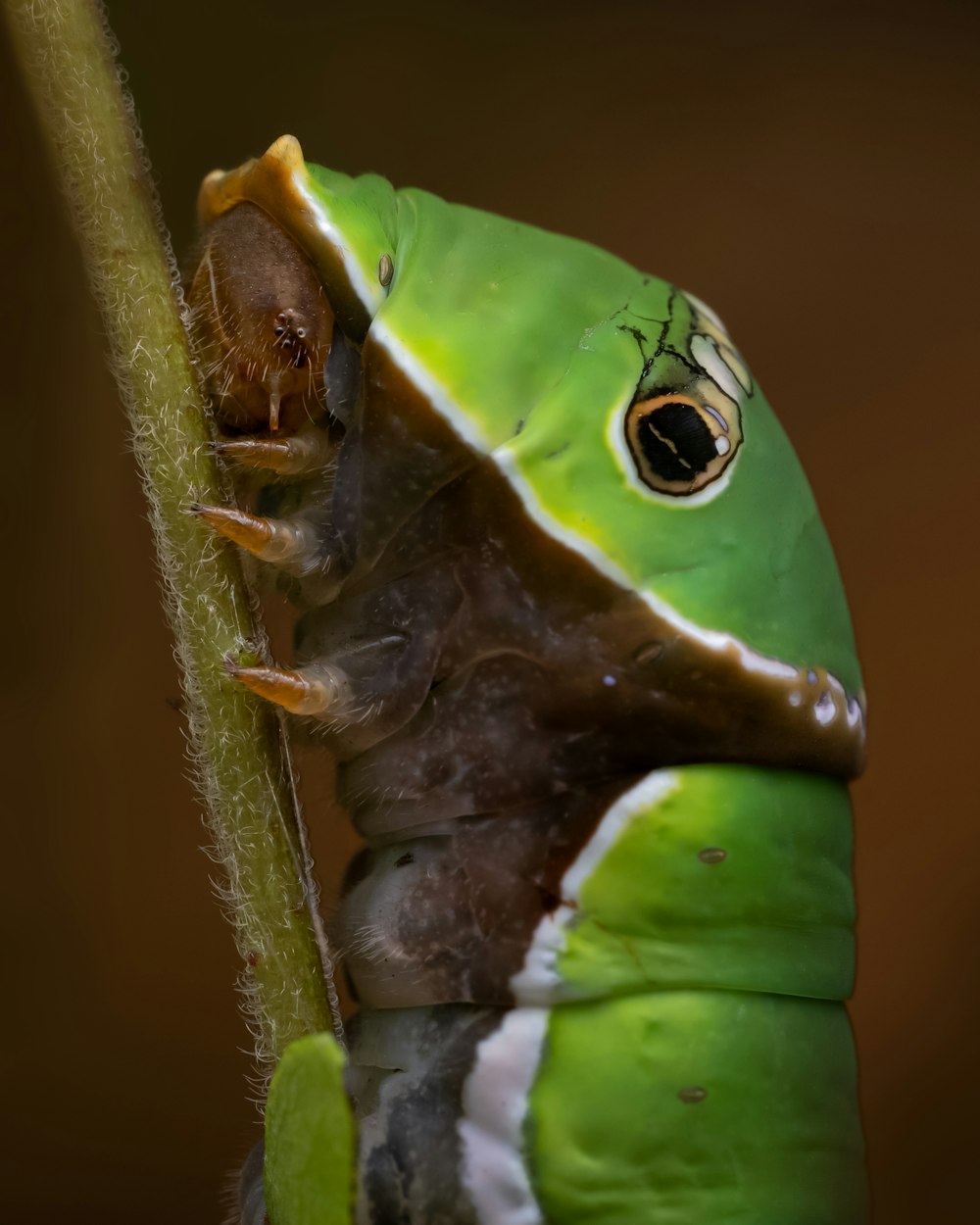 a close up of a green and white frog on a branch