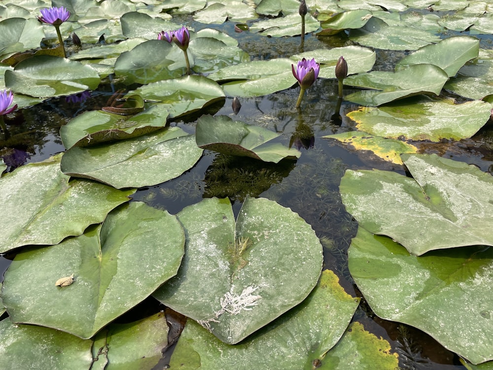 a pond filled with lots of water lilies