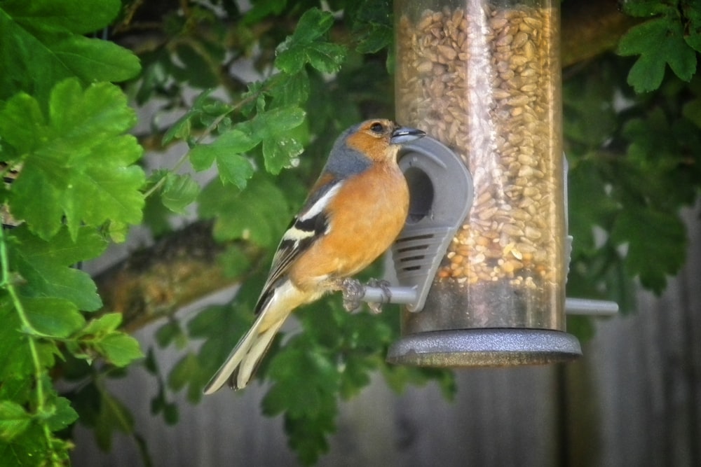 a bird that is sitting on a bird feeder