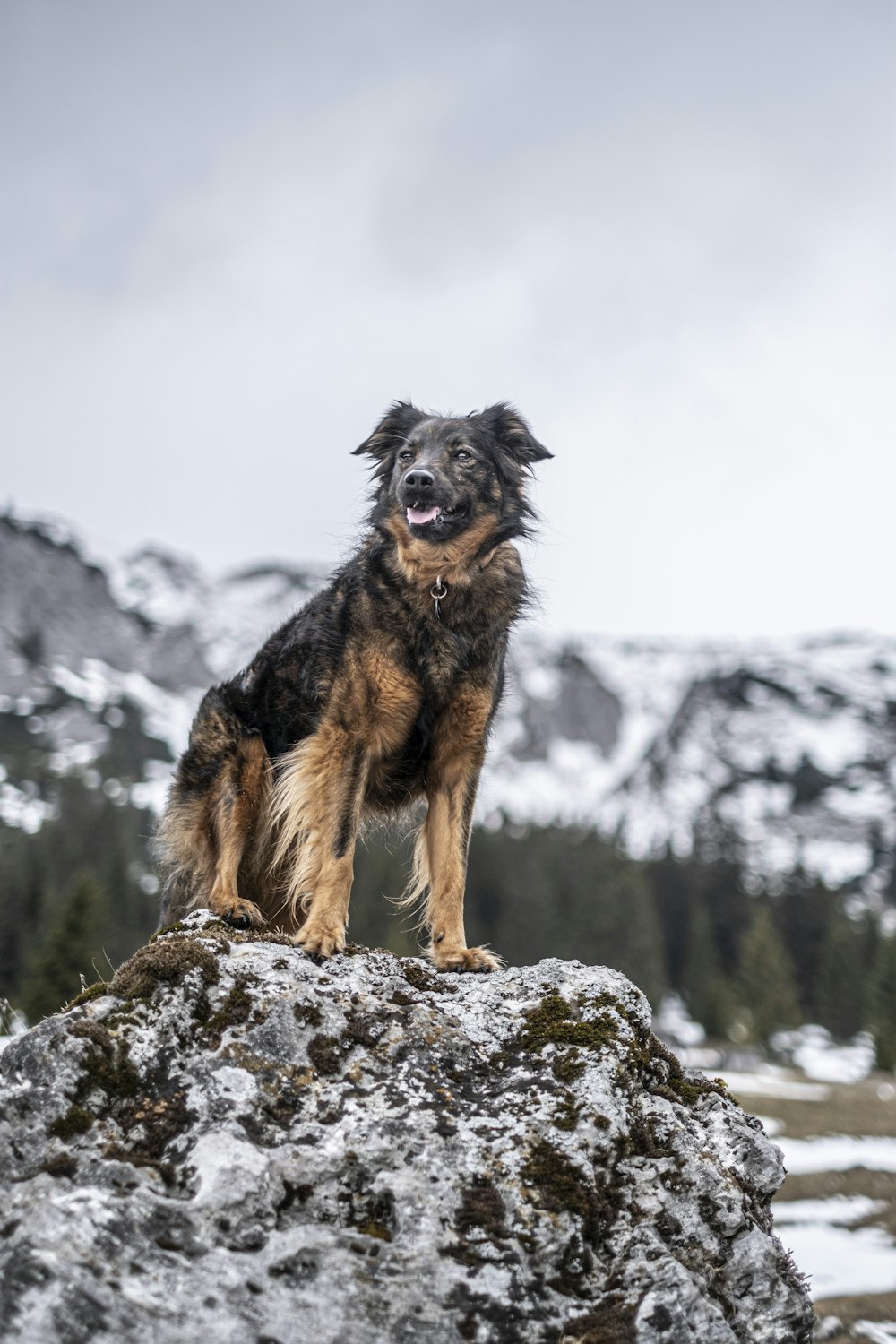a dog standing on top of a large rock