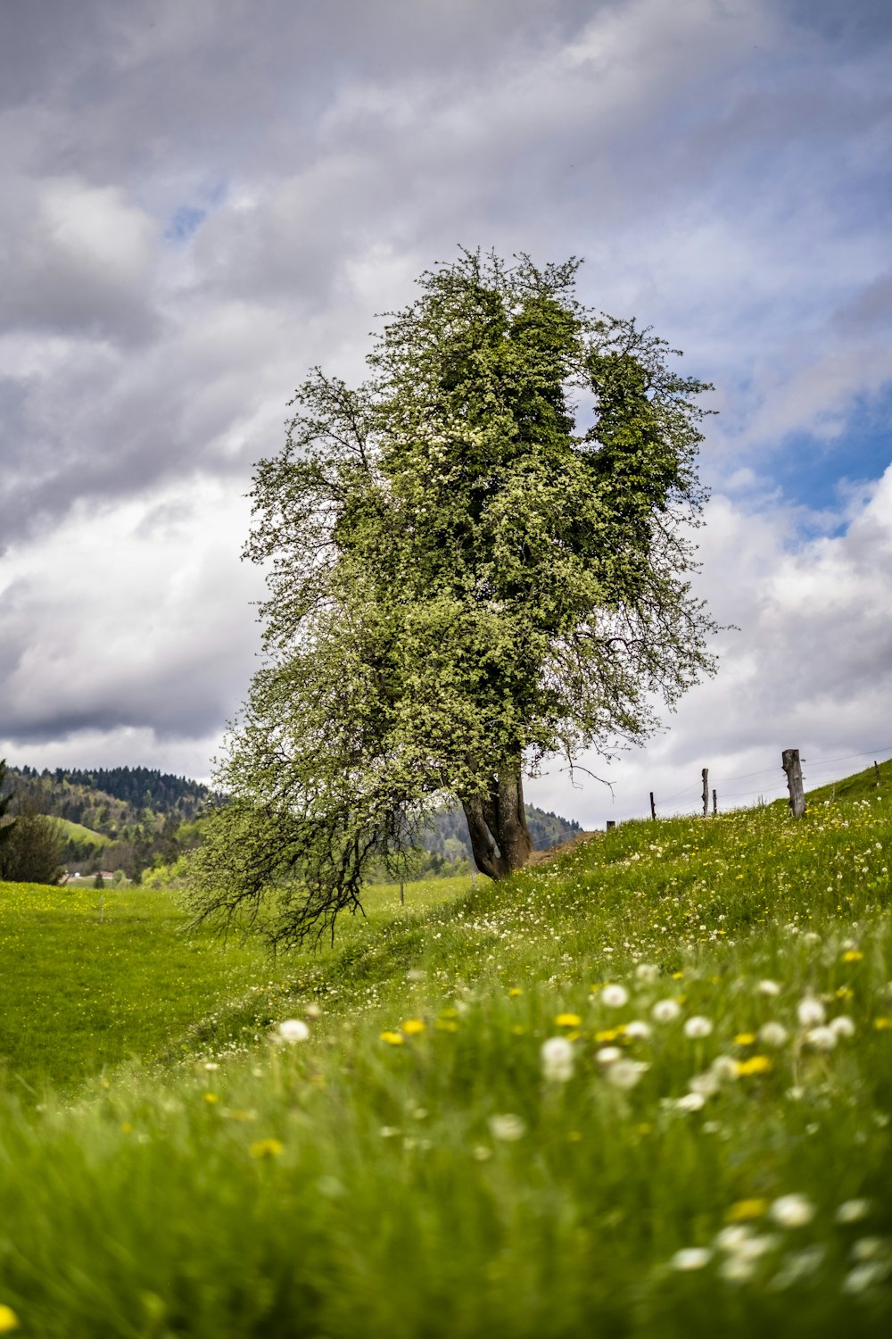 a lone tree on a grassy hill under a cloudy sky