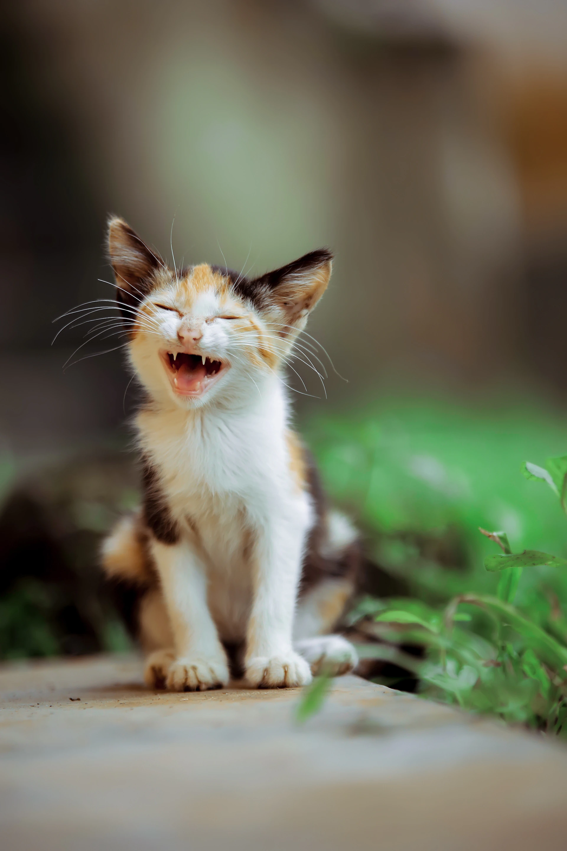 a small kitten yawns while sitting on the ground