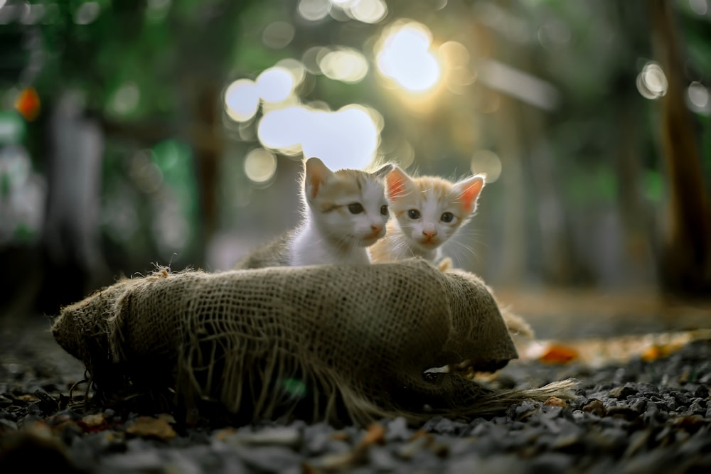 two kittens are sitting on a burlap sack