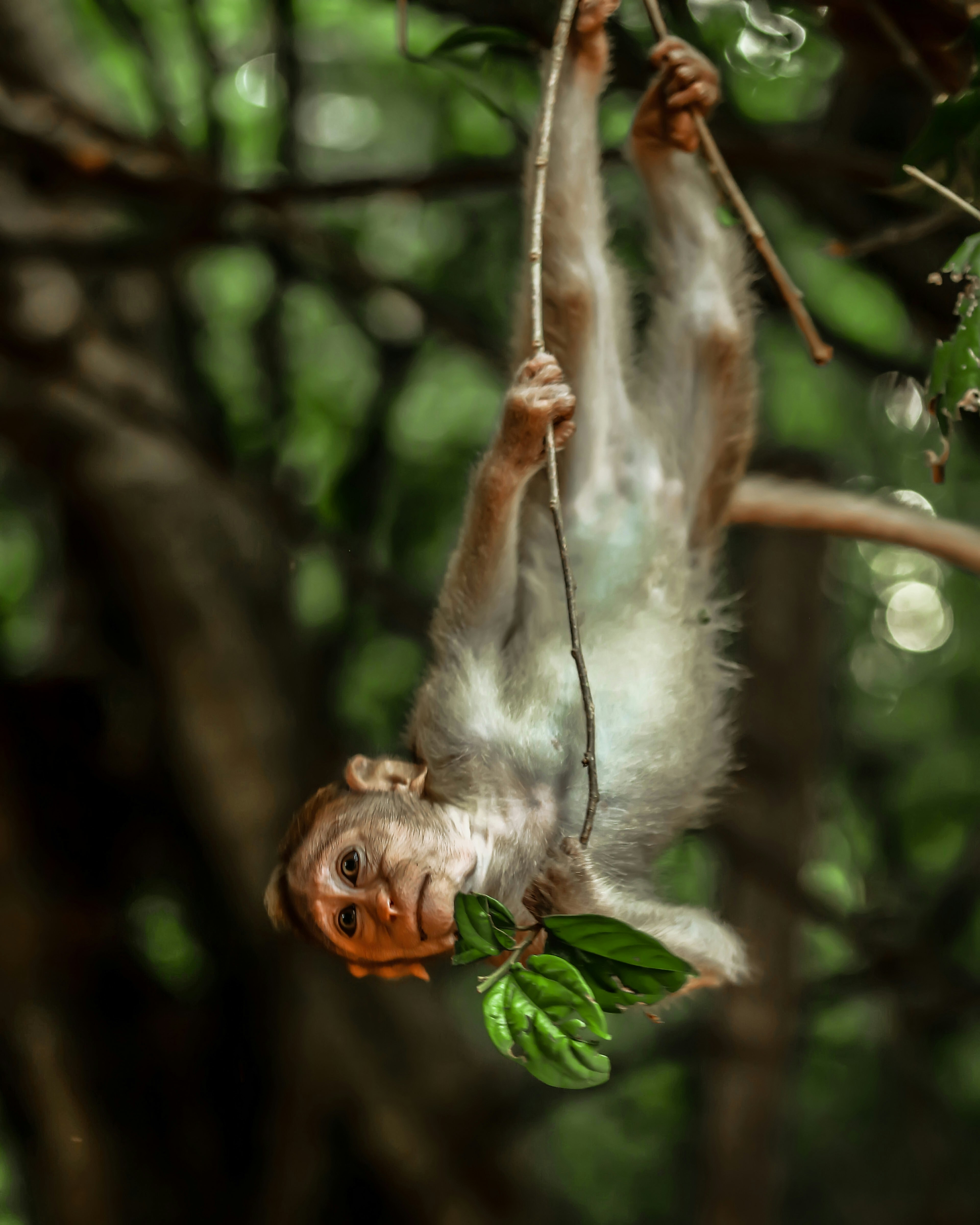 A monkey hanging upside down in a tree photo – Free Kerala nature Image