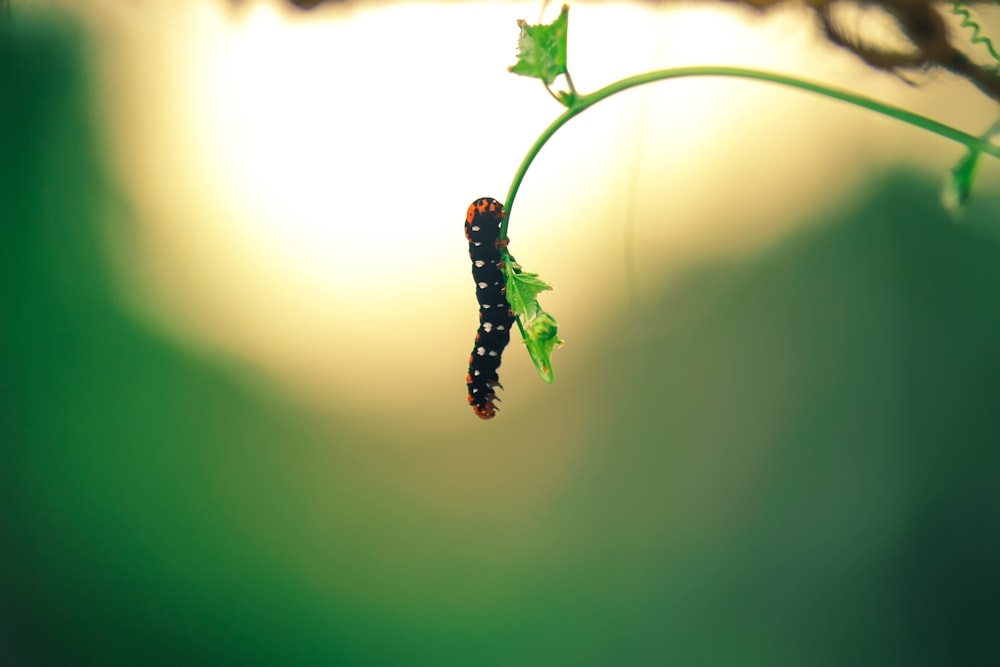 a caterpillar crawling on a green plant
