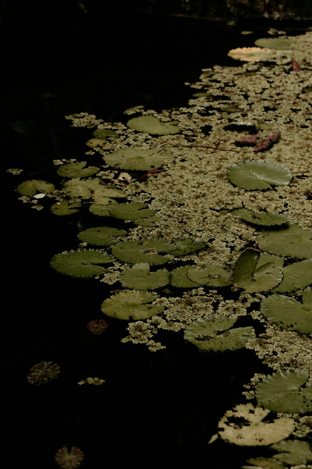 um monte de folhas flutuando em cima de um corpo de água