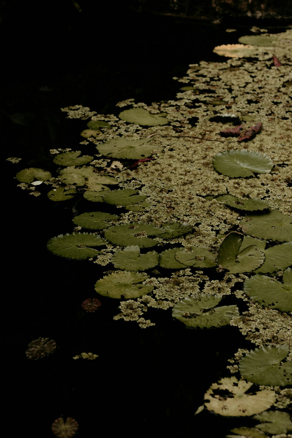 a bunch of leaves floating on top of a body of water