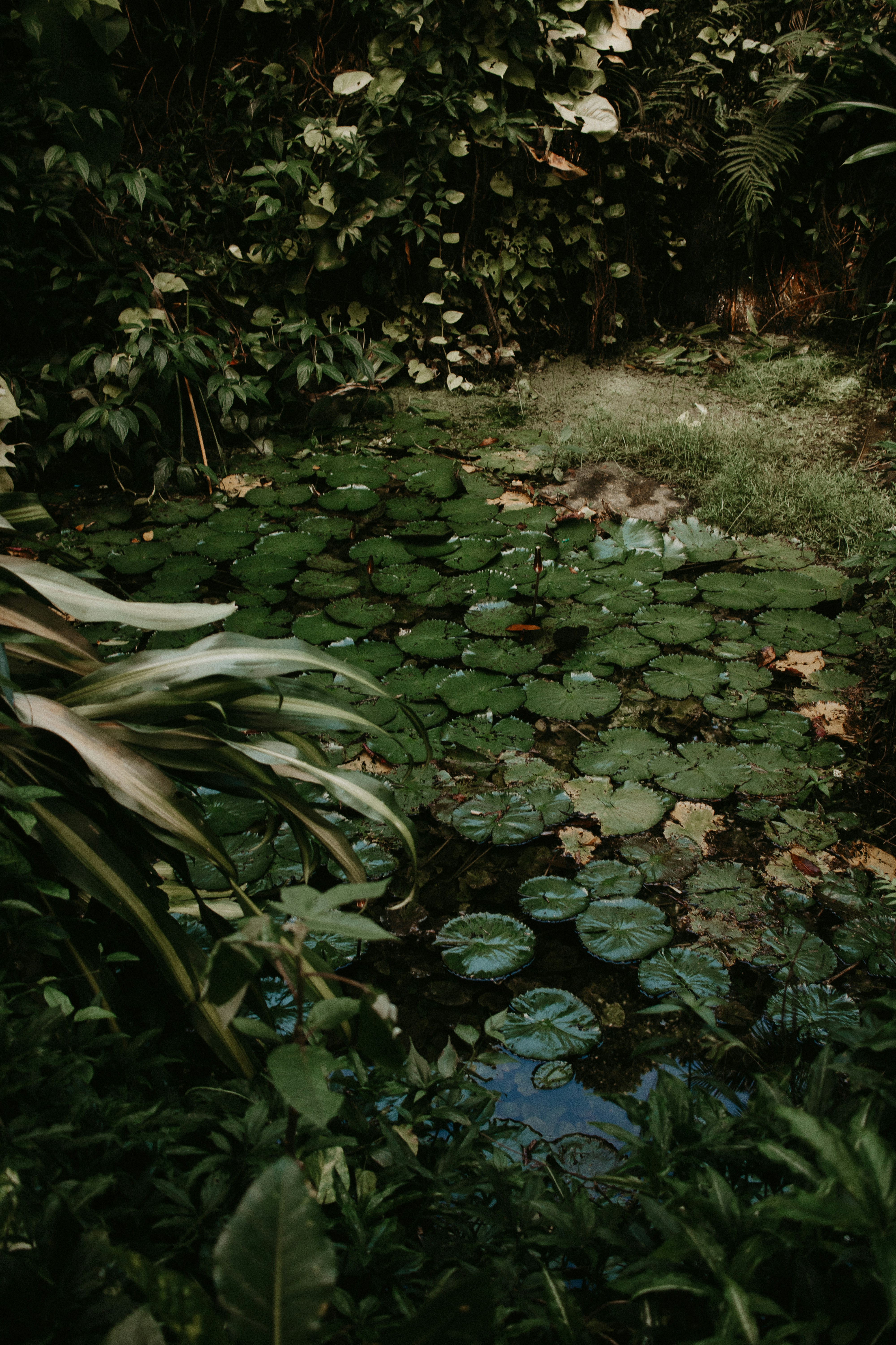 a lush green forest filled with lots of leaves