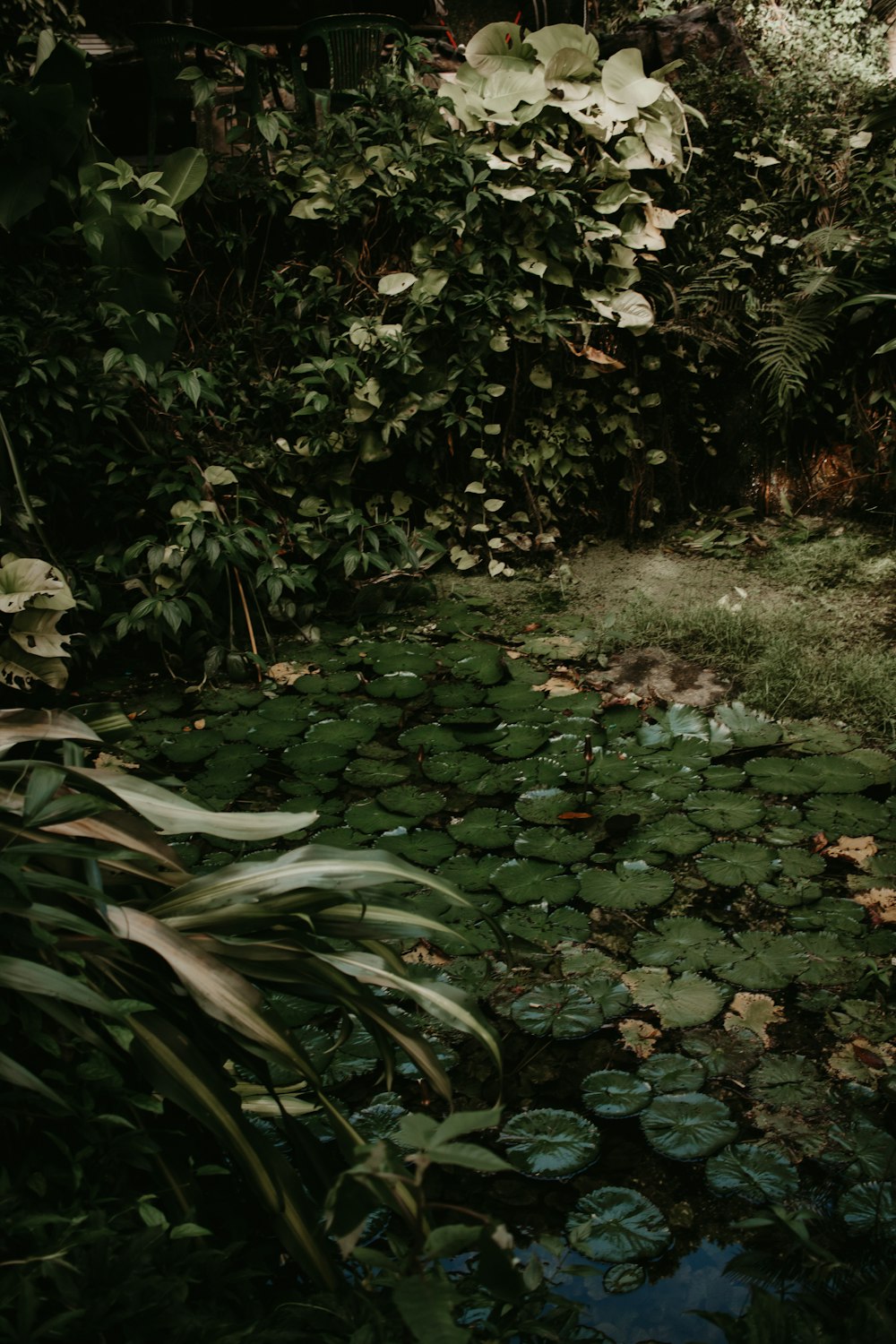 a lush green forest filled with lots of leaves