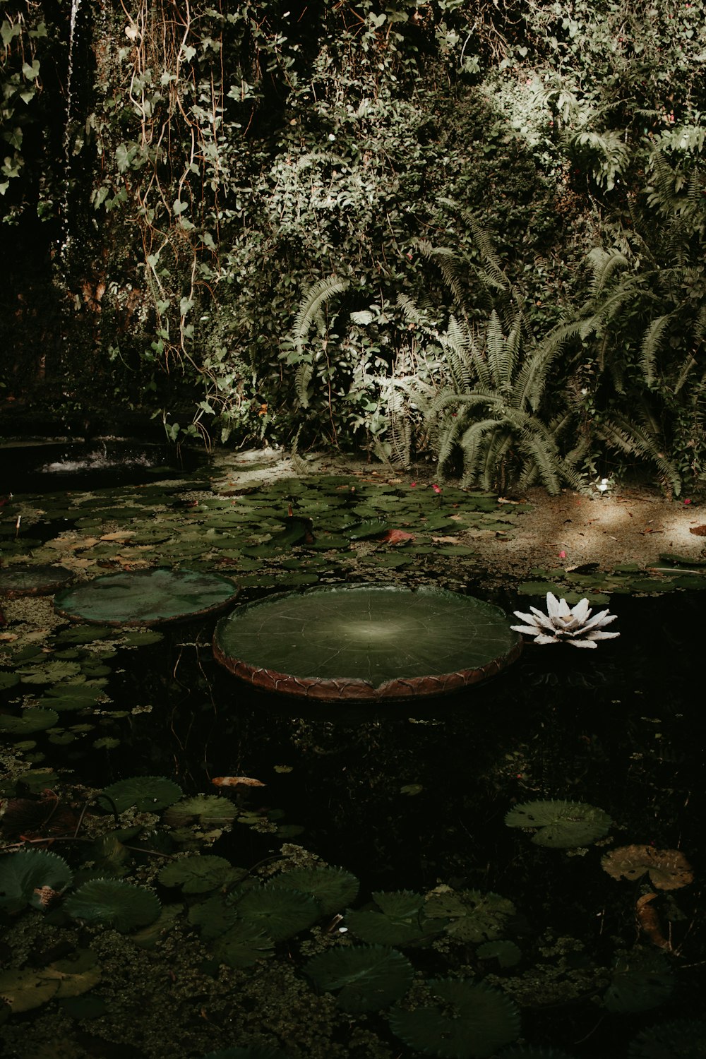 a pond with water lilies in a forest