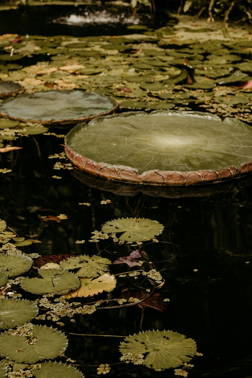 a pond filled with lots of water lilies