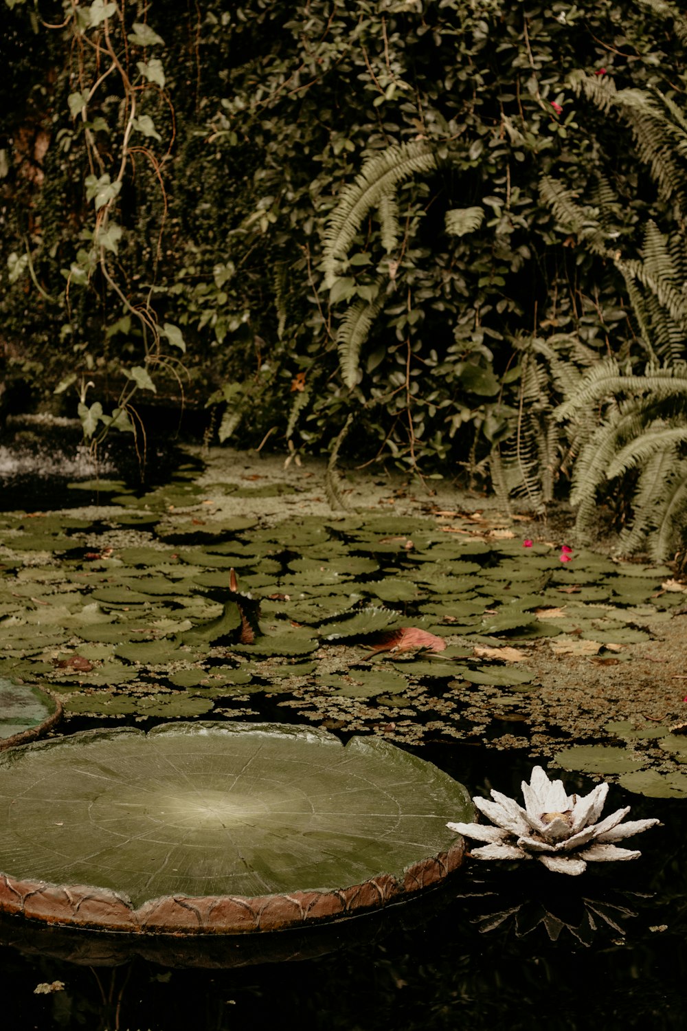 a white flower floating on top of a pond