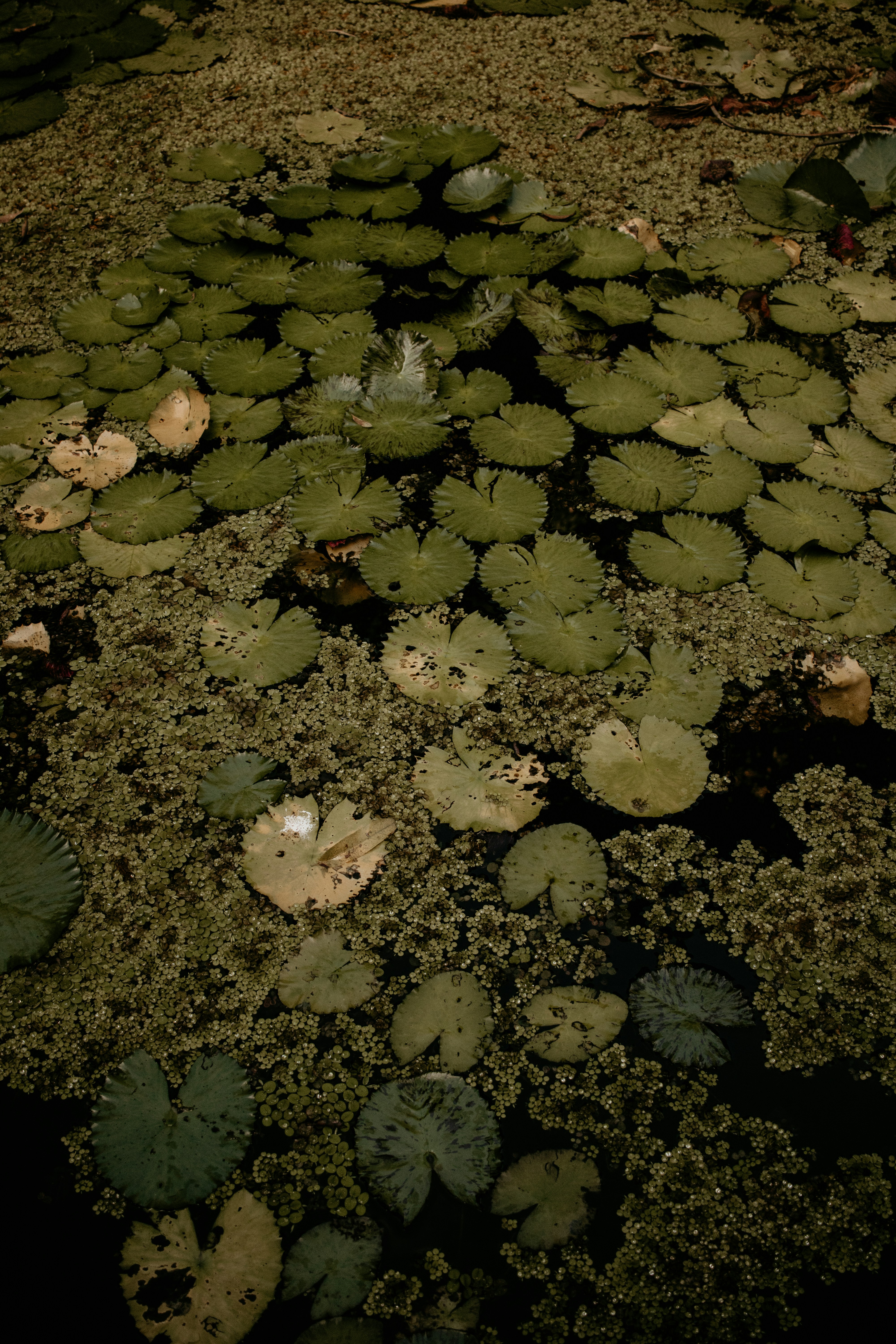 a pond filled with lots of green plants
