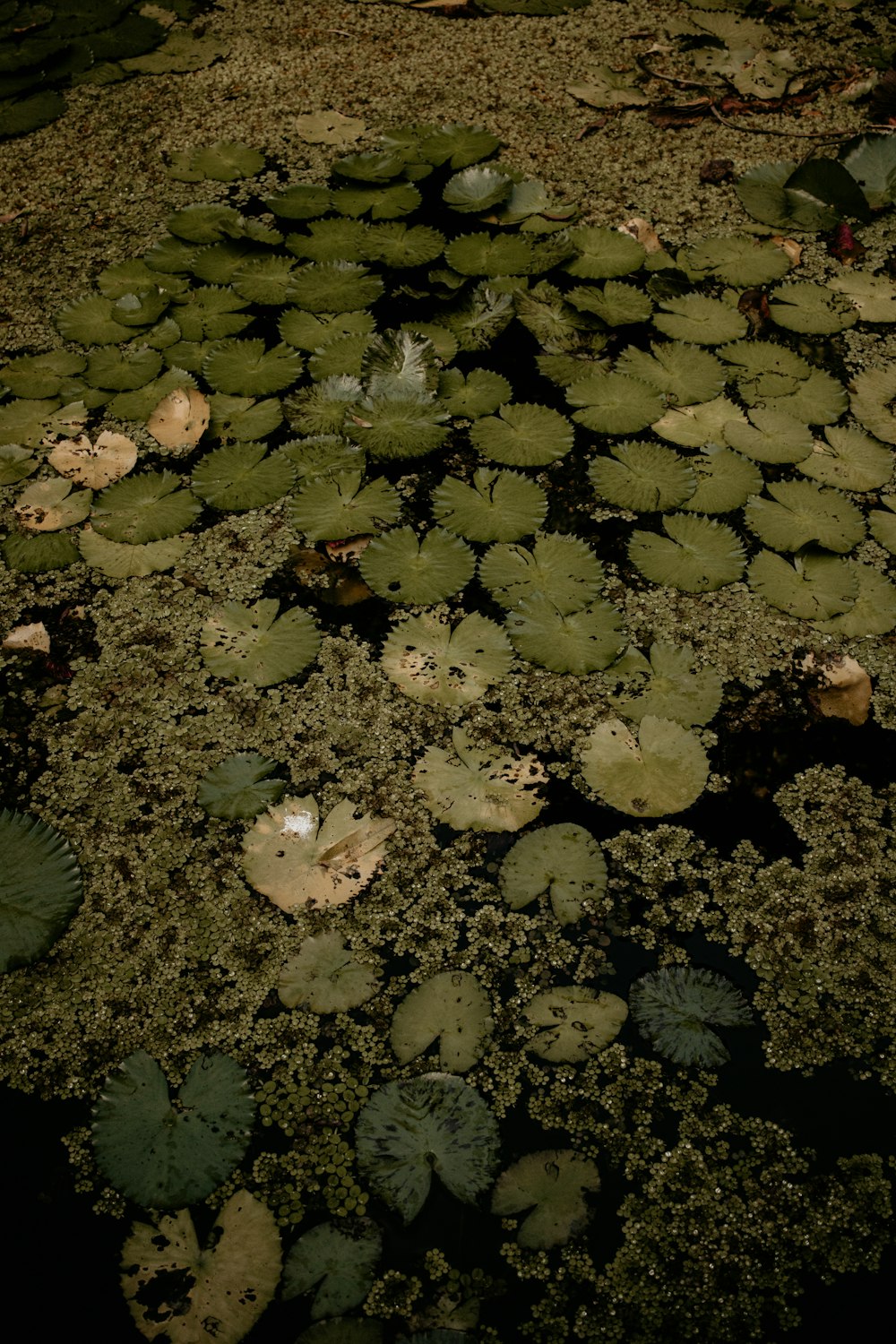 녹색 식물이 가득한 연못